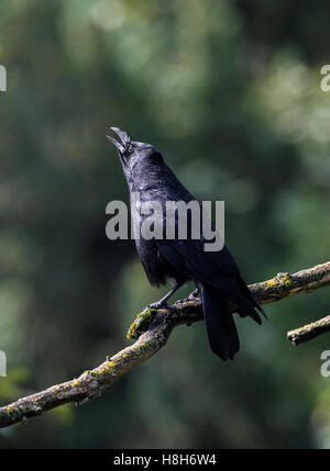 Große schwarze Vogel die AAS-Krähe sitzend auf einem Ast. Stockfoto