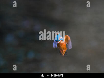 Die gemeinsame Eisvogel oder Alcedo Atthis schwebt auf der Suche nach Fisch. Stockfoto