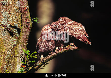 Steinkauz Girls [Athene Noctua] spielen in einer Eiche. Stockfoto