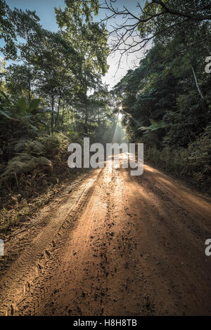 Feldweg durch Laubwald in der Morgendämmerung. Stockfoto