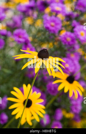 Rudbeckia Blumen wachsen in einer krautigen Grenze. Stockfoto