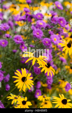 Rudbeckia Blumen wachsen in einer krautigen Grenze. Stockfoto