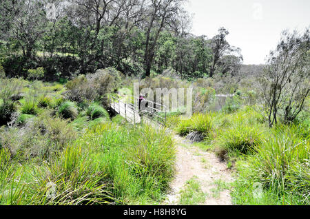 Kleine Brücke auf einem Wanderweg in der Oxley Wild Rivers National Park, Walcha NSW Australien Stockfoto