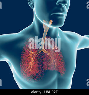 Bronchien, den menschlichen Körper, Mann, Lungen, Entzündung. 3D-Rendering Stockfoto