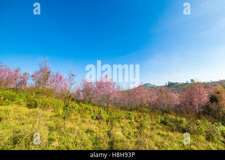 Wilde Blume in Himalaya-Kirsche (Prunus Cerasoides), Giant Tiger Blume in Thailand. Stockfoto