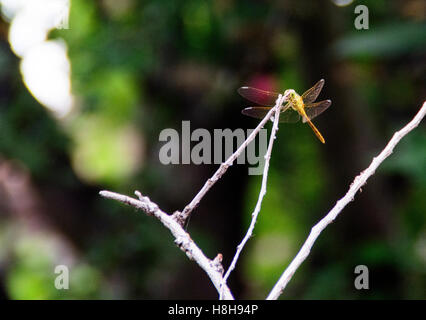 Gelbe Libelle stehen an der Grenze des Gartens. Stockfoto