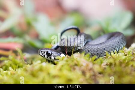 Junger Rasen Schlange, auch beringt oder Wasserschlange (Natrix Natrix) im Moos, Hessen, Deutschland Stockfoto