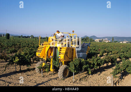 Jahrgang mit Ernte-Maschinen, Reben, Weingut, Weinbau, Wein, in der Nähe von Violes, Côtes du Rhône, Provence, Frankreich Stockfoto