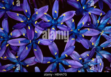 Portugiesisch-Blaustern (Scilla Peruviana) Blumen Stockfoto