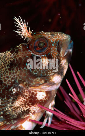 Tompot Blenny (Parablennius Gattorugine) Stockfoto