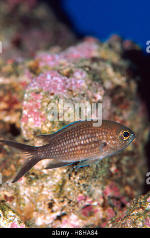 Meer-grau (Chromis), aquarium Stockfoto