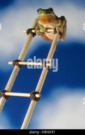 Stripeless Laubfrosch (Hyla Meridionalis) auf einer Leiter Stockfoto