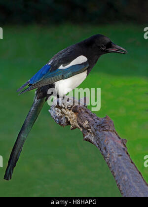 Europäische Elster thront auf Zweig Stockfoto