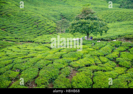 Baum im Tee-Plantage in Cameron Highlands Stockfoto