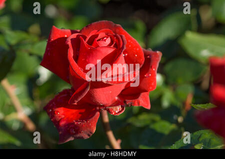 Hybrid Teerose Rosa "Ingrid Bergman".  VEREINIGTES KÖNIGREICH. Stockfoto