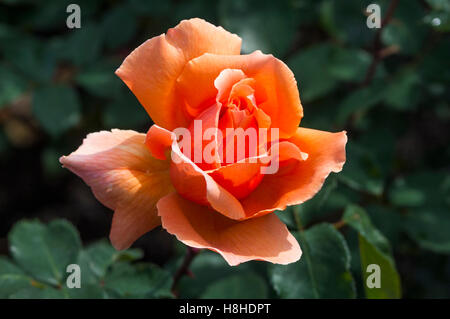 Hybrid Teerose Rosa "Just Joey".  VEREINIGTES KÖNIGREICH. Stockfoto