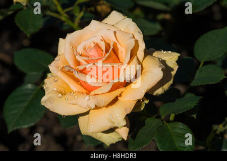 Teerose Hybrid Royal Parks, registrierten Namen Harlyric. UK Stockfoto