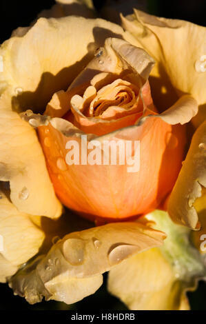 Hybrid Teerose Rosa 'Royal Parks', registrierten Namen Harlyric.  VEREINIGTES KÖNIGREICH. Stockfoto