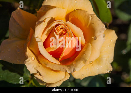 Hybrid Teerose Rosa 'Royal Parks', registrierten Namen Harlyric.  VEREINIGTES KÖNIGREICH. Stockfoto