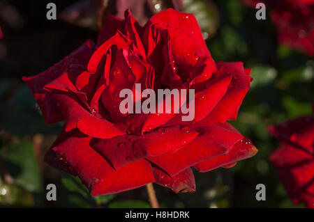 Hybrid Teerose Rosa "Ingrid Bergman".  VEREINIGTES KÖNIGREICH. Stockfoto