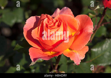Bush stieg "Erinnerung" - Harxampton.  Edelrosen stieg.  VEREINIGTES KÖNIGREICH. Stockfoto