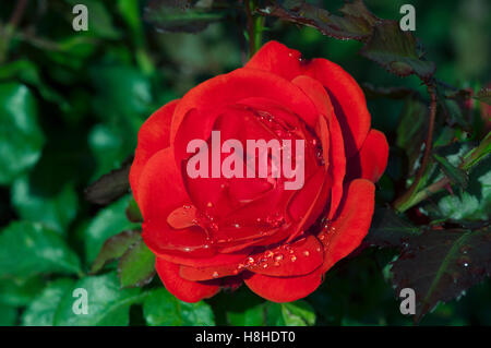 Bush stieg "Erinnerung" - Harxampton.  Edelrosen stieg.  VEREINIGTES KÖNIGREICH. Stockfoto