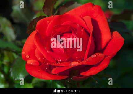 Bush stieg "Erinnerung" - Harxampton.  Edelrosen stieg.  VEREINIGTES KÖNIGREICH. Stockfoto