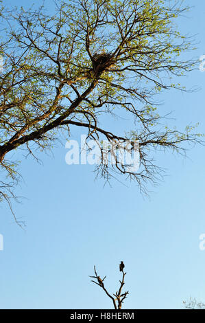 Safari in Südafrika, Savannah: ein Geier und ihr Nest auf einem Baum in den Kruger National Park, dem größten Naturschutzgebiet in Afrika seit 1898 Stockfoto