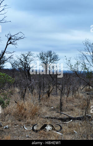 Safari in Südafrika, Savanne: Die Überreste eines Büffel in Hluhluwe Imfolozi Game Reserve, das älteste Naturschutzgebiet in Afrika seit 1895 Stockfoto