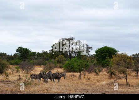 Safari in Südafrika, grüne Savanne: eine Herde Zebras im Krüger National Park, dem größten Naturschutzgebiet in Afrika im Jahre 1898 gegründet Stockfoto