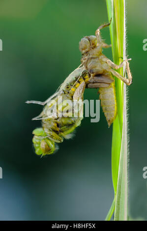 Libelle aus Larven Fall Stockfoto