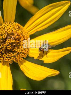 Stubenfliege, Musca Domestica, ist eine Fliege von der Unterordnung Cyclorrhapha. Stockfoto