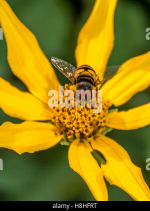 Schwebfliegen, manchmal auch als Blume fliegen oder Syrphid fliegt, machen die Insekten Familie Syrphidae Stockfoto