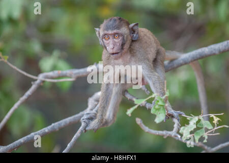 Makaken-Affen im Dschungel des Sam Roi Yot National Park südlich von Hua Hin in Thailand Stockfoto