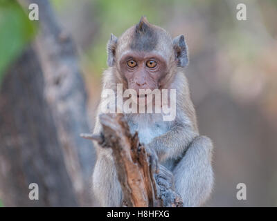 Makaken-Affen im Dschungel des Sam Roi Yot National Park südlich von Hua Hin in Thailand Stockfoto