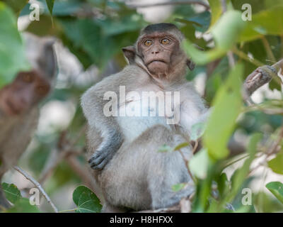 Makaken-Affen im Dschungel des Sam Roi Yot National Park südlich von Hua Hin in Thailand Stockfoto