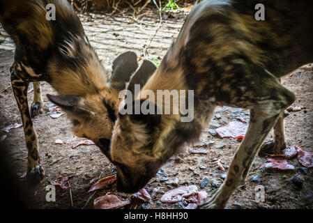 Ein Arbeiter des Munda Wanga ökologischen Parks füttert Afrikanische Wildhunde, Lusaka, Sambia. Der Park steht für alle Tierarten, die wilden Natur der Sambia bewohnen Stockfoto