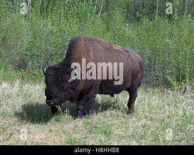 Bisons am Alaska Highway im Yukon, Kanada Stockfoto