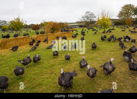 Türkei in einem eingezäunten Feld in Oxfordshire. Die Truthähne werden für Weihnachten Essen verkauft. Stockfoto