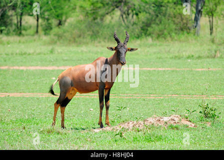 Topi Austrocknen in der Serengeti-Ebene in der Nähe von Lobo, nach Haven ein Schlammbad genommen Stockfoto