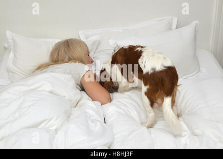 Schöner Hund, Cavalier King Charles Spaniel, ihre beste Freundin, blonde Frau aufwachen Stockfoto