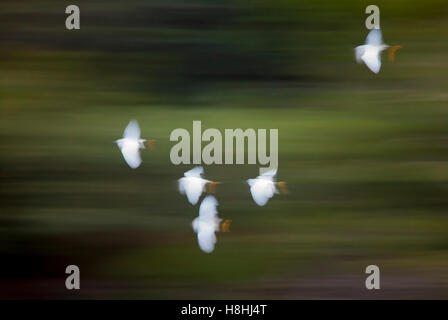 SNOWY SILBERREIHER (Egretta unaufger) kleine Herde im Flug, Guyana, Südamerika Stockfoto