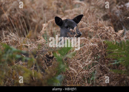 Damwild Stockfoto