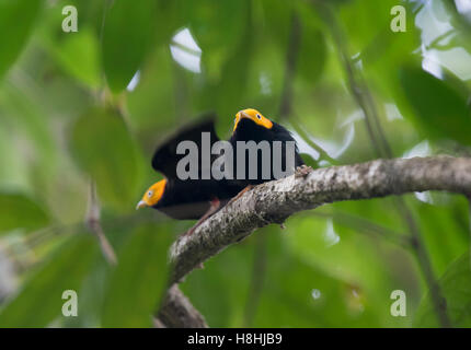 Unter der Leitung von GOLDEN MANAKIN (Ceratopipra Erythrocephala) Männchen anzeigen im Lek, Darien, Panama Stockfoto