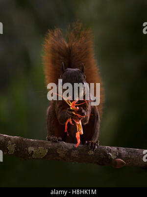 RED-TAILED Eichhörnchen (Sciurus Granatensis) Essen Blume, Soberania Nationalpark, Panama. Stockfoto