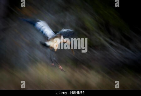 Holz-Storch (Mycteria Americana) Landung, Wildtruthahn Strang zu bewahren, Fort Myers, Südwest-Florida, USA. Stockfoto