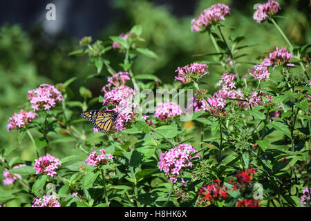 Monarchfalter - Nymphalidae, auf rosa Blüten, Funchal, Madeira Stockfoto