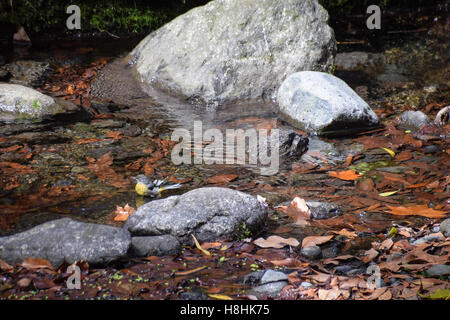 Erwachsenen graue Bachstelze (Motacilla Cinerea Schmitzi) in einem Bach waschen Stockfoto