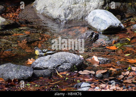 Erwachsenen graue Bachstelze (Motacilla Cinerea Schmitzi) in einen Stream mit gespreizten Schwanzfedern zu waschen Stockfoto