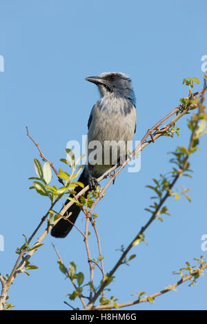 Florida Scrub Jay Aphelocoma Coerulescens thront oben auf einem Busch auf Merritt Island National Wildlife Refuge-Florida-USA Stockfoto